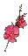 Red Cherry Blossom Branch